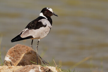 Blacksmith Lapwing or blacksmith plover - Vanellus armatus is black and white and grey bird commonly from Kenya through central Tanzania to southern and southwestern Africa, sitting in the lake