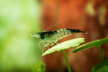 Neocaridina Freshwater Shrimp, dwarf shrimp in the aquarium. Aquascaping, aquaristic Animal macro, close up photography with a focus gradient and soft background. 