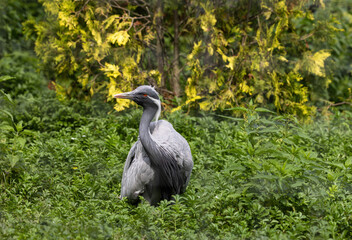 A beautiful grey crane walks in the grass.