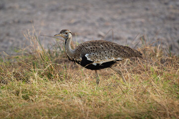Hartlaub Bustard - Lissotis hartlaubii african bird in the family Otididae, found in open grassland with grass in Ethiopia, Kenya, Somalia, Sudan, Tanzania and Uganda