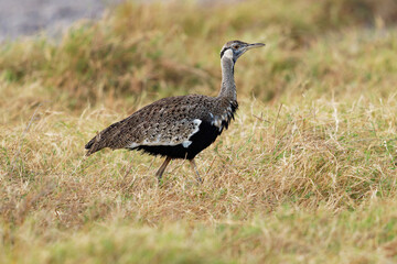 Hartlaub Bustard - Lissotis hartlaubii african bird in the family Otididae, found in open grassland with grass in Ethiopia, Kenya, Somalia, Sudan, Tanzania and Uganda