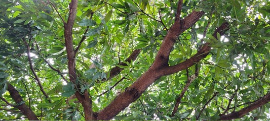 galhos de arvore