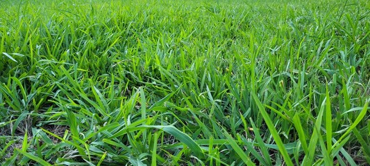 mato verde 