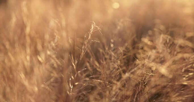Feild of grass - Wind Blowing - New Zealand