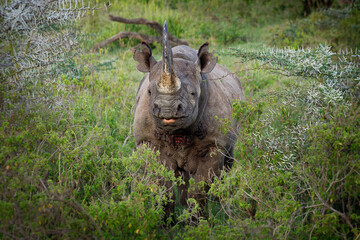 Black Rhinoceros or Hook-lipped Rhinoceros - Diceros bicornis, native to eastern and southern...