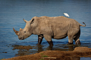 Obraz premium Southern White Rhinoceros or square-lipped rhinoceros - Ceratotherium simum simum, in Lake Nakuru National Park in Kenya, horned rhino feeding on grass, heavy body, large head. White heron on its back