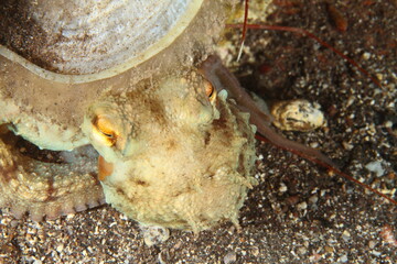 behavior of an octopus when observed