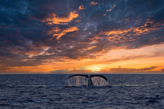 Dramatic humpback whale tail at sunset on Maui.