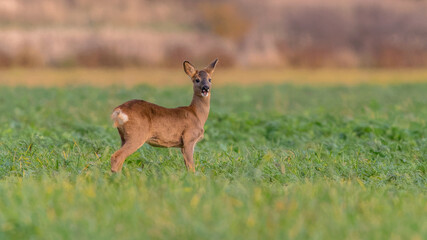 Sarna na polu w zieleni i jesiennym tle © Damian