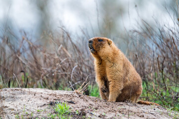 Bobak marmot or Marmota bobak in steppe