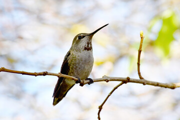 Annas Hummingbird 04