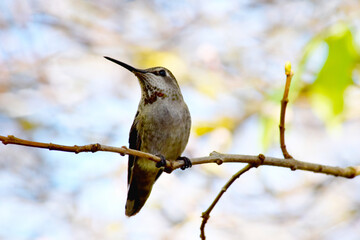 Annas Hummingbird 05