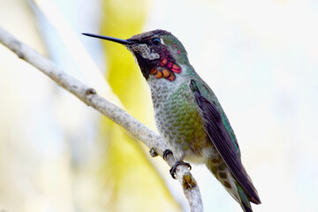 Fototapeta premium Red Capped Anna 04