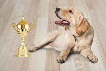 cute dog pet with trophy, animal concept