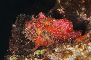 Naklejka na ściany i meble Small marine invertebrates in their environment