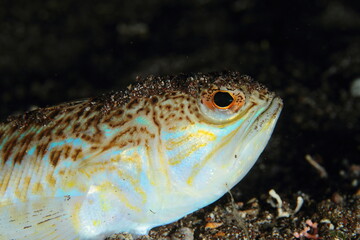 Peces en la noche