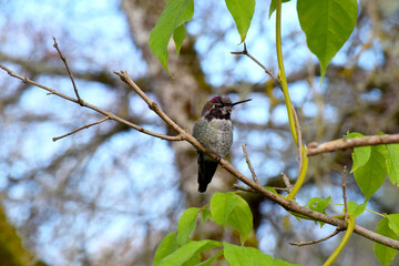 Wisteria Hummingbird 01
