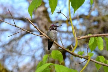 Wisteria Hummingbird 03