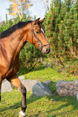 Obraz premium portrait of bay sportive warmblood horse posing in stable garden