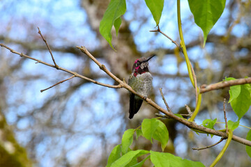Wisteria Hummingbird 11
