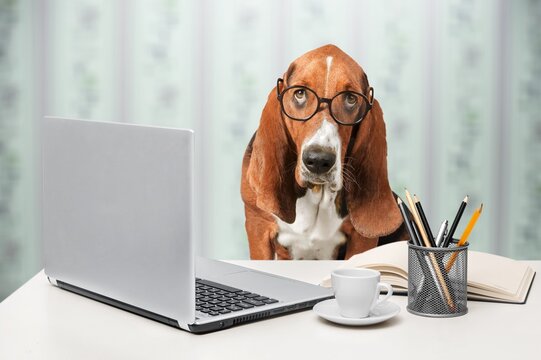 Adorable Boss nerd dog working on remote project using computer laptop.