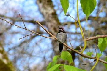 Wisteria Hummingbird 15