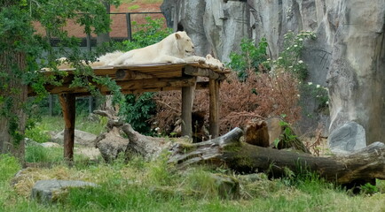 lions sleeping on a roof of structure in a zoo