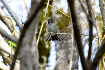Hummingbird Framed 03