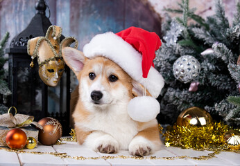 welsh corgi dog or puppy wearing a Santa Claus hat