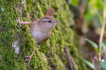 Tiny Eurasian wren (Troglodytes troglodytes) perches on the side of a tree in a UK garden