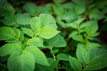Potato leaves fresh in the Garden