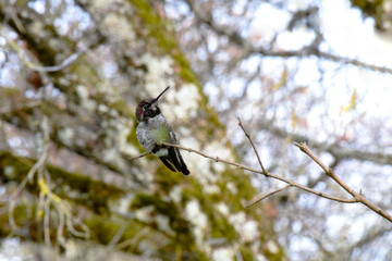 Tiny Branch Hummingbird 02
