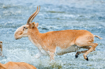 A herd of saigas gallops at a watering place