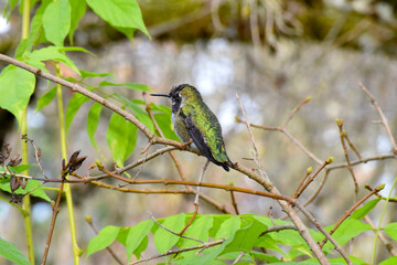 Wisteria Hummingbird 18