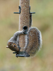 A grey squirrel (Sciurus carolinensis) hanging onto a bird feeder at Potteric Carr Nature Reserve,...
