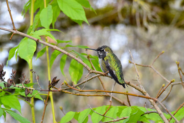 Wisteria Hummingbird 19
