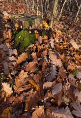 Fallen leaves. Autumn in the forest. Świętokrzyskie Poland.