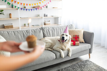 Adorable dog in party hat lying on couch, his female owner presenting small birthday cake with candle at home