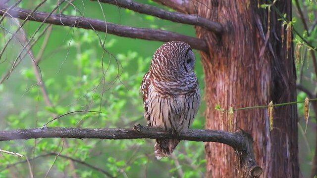 Closeup long shot of barred owl perched on tree branch bird of prey hunting, looking for prey swiveling head and flying away in forest of Fairfax County, Northern Virginia
