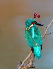 kingfisher on a branch