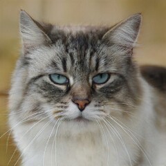 portrait of a nice cat