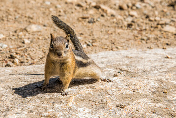 Obraz premium A little chipmunk posing nosy in the Rocky Mountains National Park