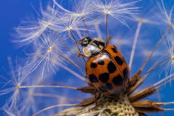 ladybird on a flower