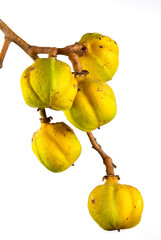 Tuckeroo Fruit Australia Native