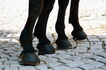 four black horse legs standing and waiting on pavement stone