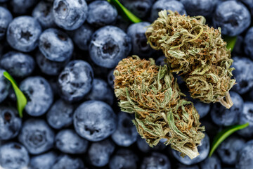 Macro close-up of vibrant green marijuana buds. covered in thc crystals and orange hairs next to...