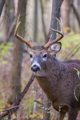 white tailed deer in rut