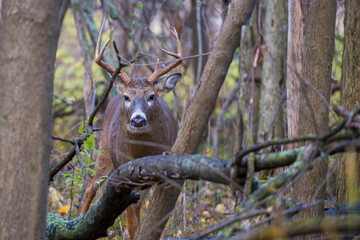 white tailed deer in rut