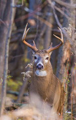 Fototapeta premium white tailed deer in rut