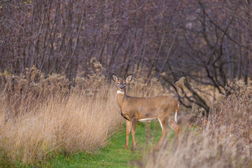 white tailed deer in rut